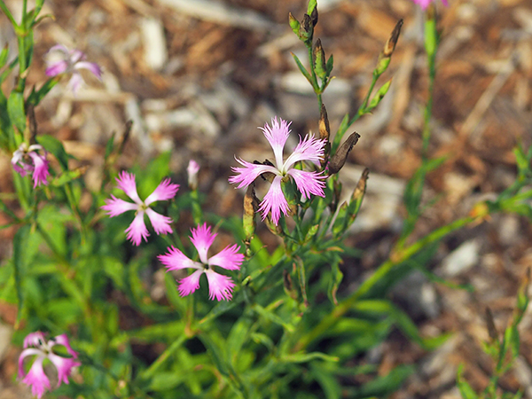 カワラナデシコ