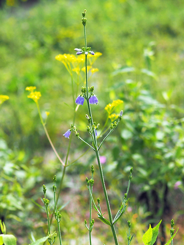 ツリガネニンジン