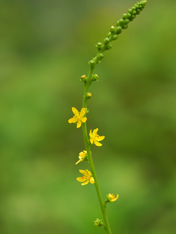 ヒメキンミズヒキ