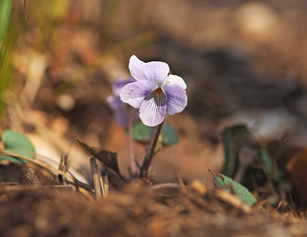 ナガバタチツボスミレ