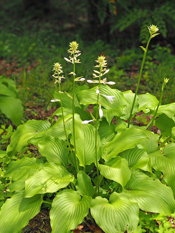 オオバギボウシ