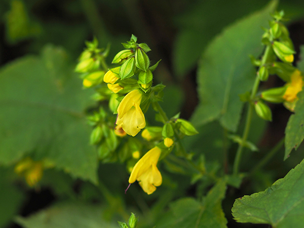 キバナアキギリ