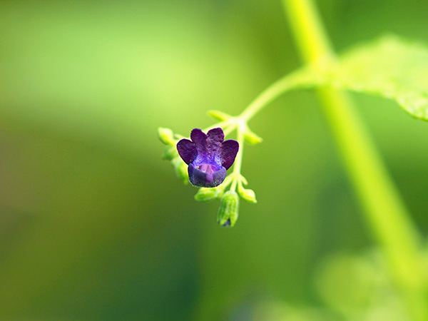 クロバナヒキオコシ