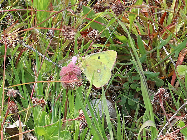 モンキチョウ モンキチョウ