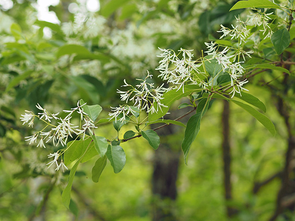 トキワイカリソウ白