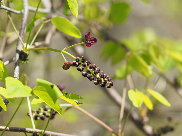ミツバアケビ