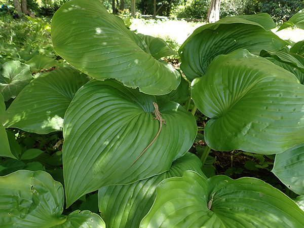 オオバギボウシの葉の上でカナヘビ