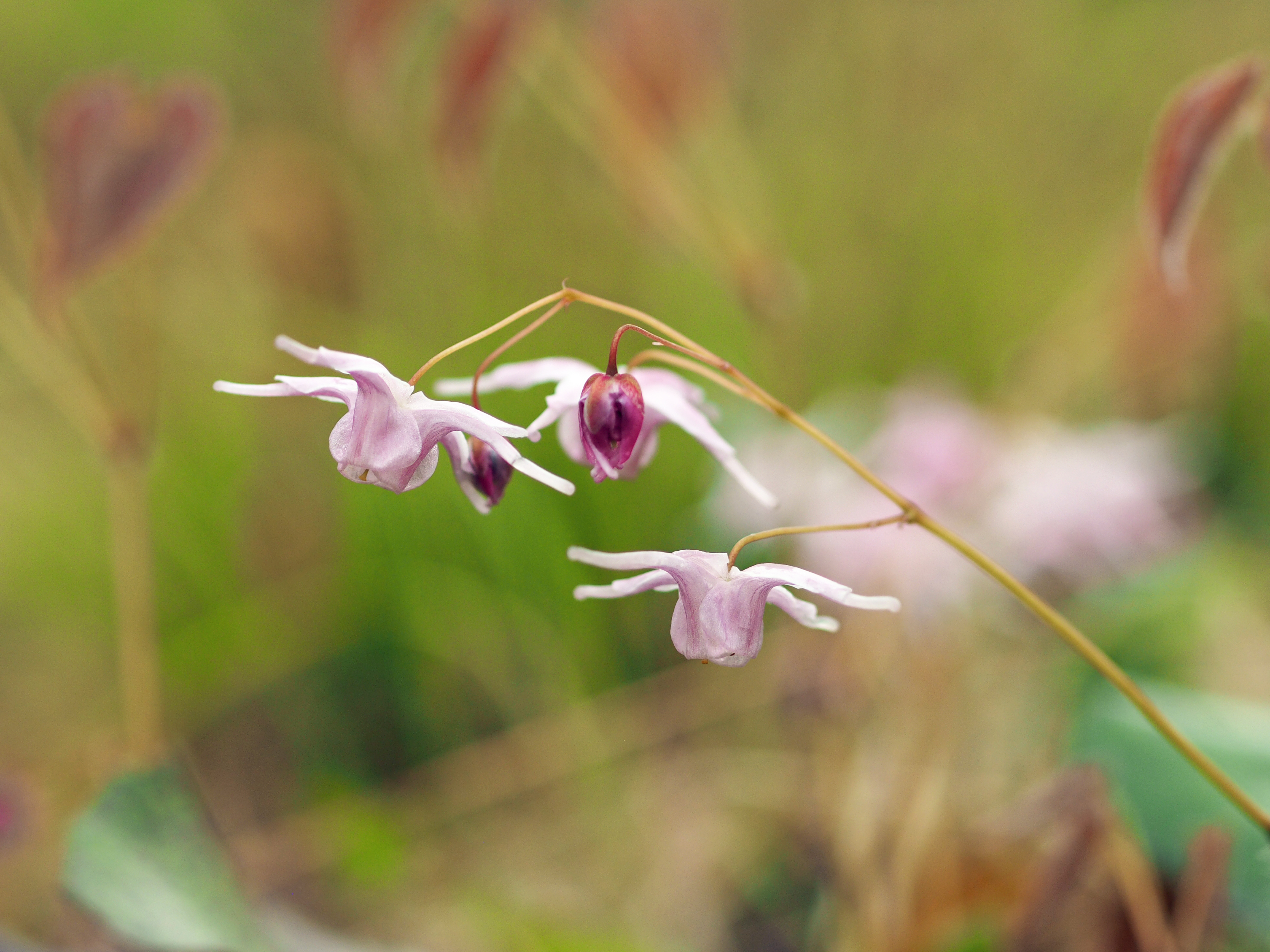 トキワイカリソウ淡紫