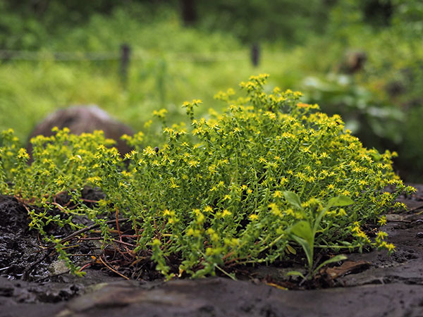コモチマンネングサ