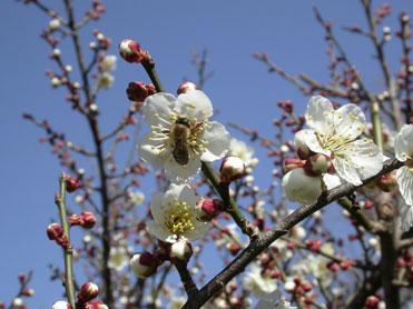 オオイヌノフグリ