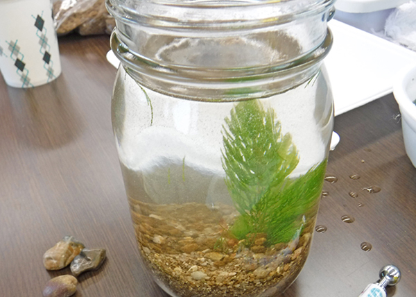 ボトルアクアリウム ボトルアクアリウム