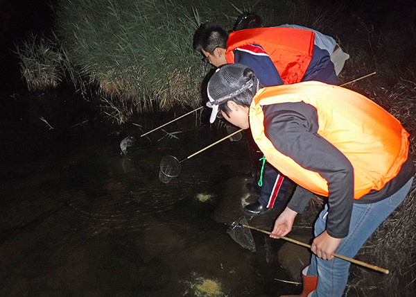 ヒカゲチョウ ヒカゲチョウ