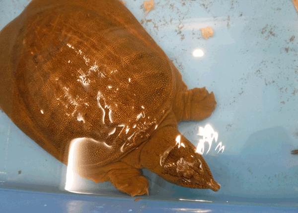 スッポン スッポン