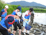 宍道湖岸で生きもの採集