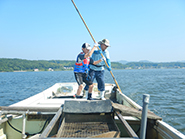 ジョレンを使ってシジミ搔き