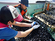  採れたシジミを持ってみた!?