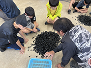 シジミの選別体験